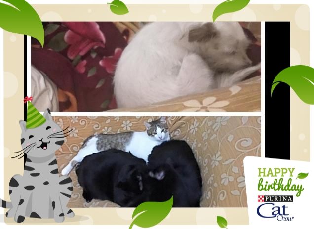 I cuccioli di casa: Anche se diversi, hanno un legame speciale e unico. 