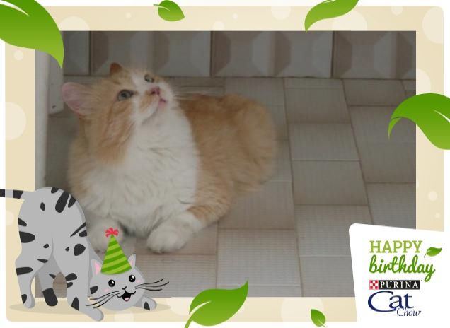 Il mio amore Pelosino 