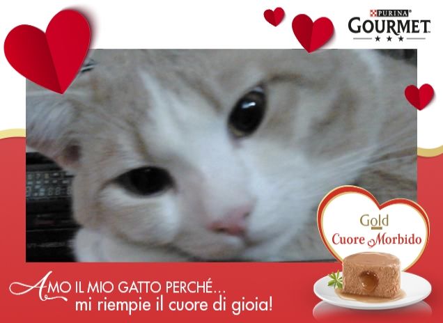 amo il mio gatto