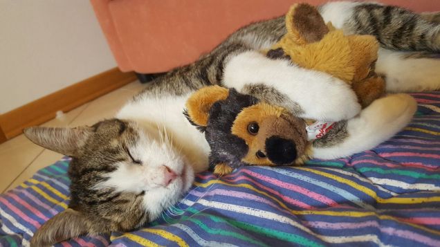 Il suo pastore non lo molla mai... 