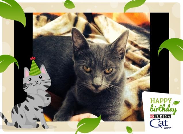 #HappyBirthdayCatChow