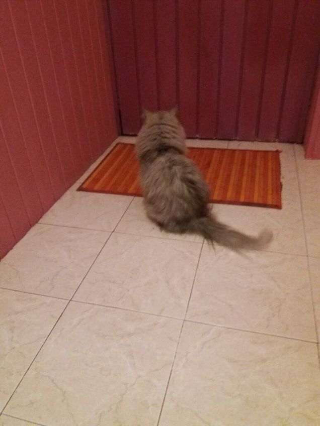 Aspettando il mio papà  umano 