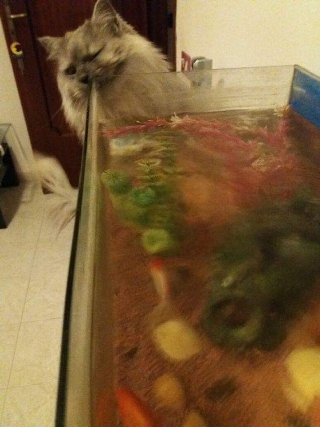 Kiko e gli amici pesciolini  