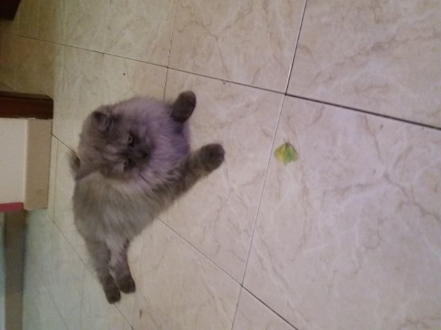 Kiko adorabile gatto 