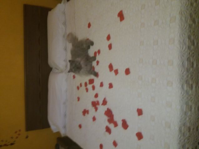 Kiko adorabile gatto 