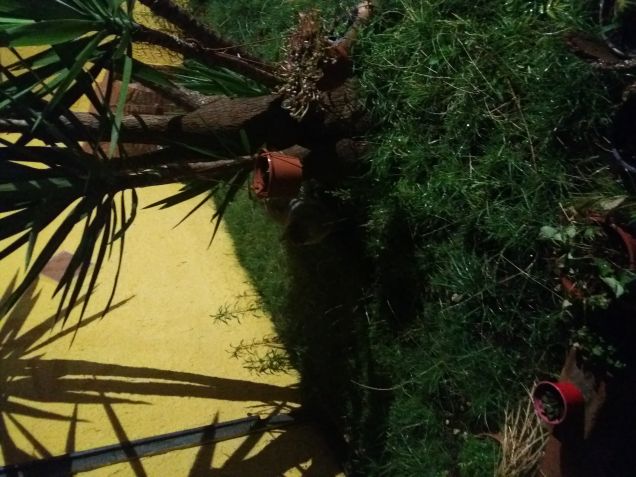 Ci sono o nn ci sono ?