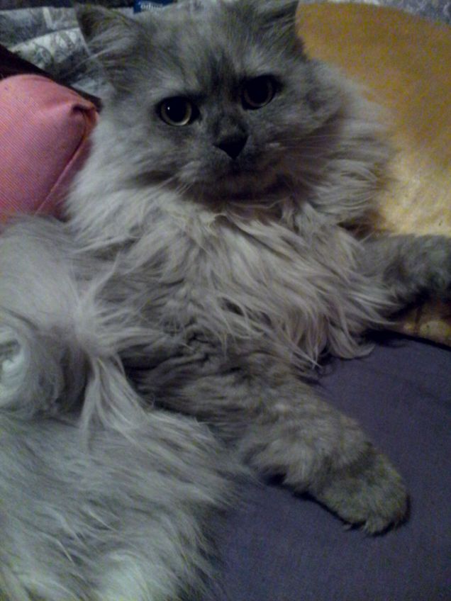 Indeciso.. Dormire. O alzarsi 