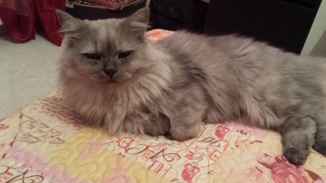 Primi  piani di Kiko 