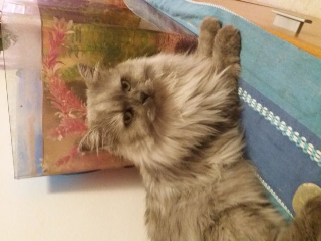 Kiko e i suoi amici pesci