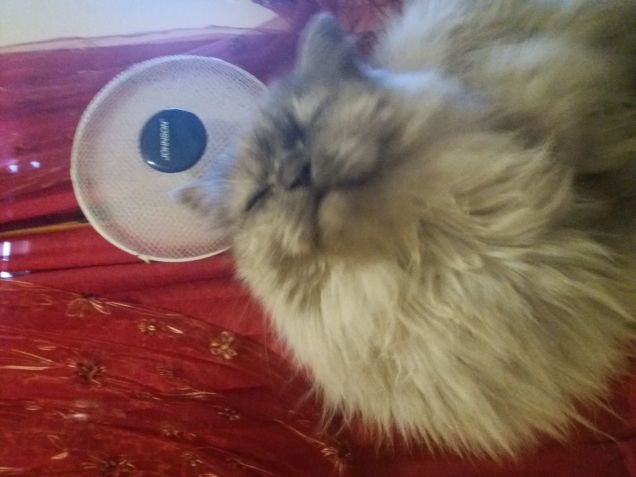 E nn ci lasceremo mai ...ventilatore !!!