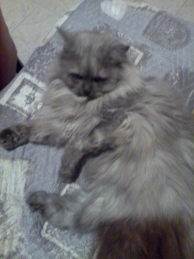 Stesso colore.. Mimetico 