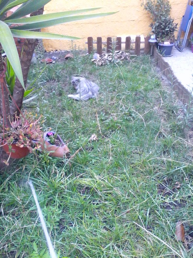 In giardino. Cn le tartarughe. 