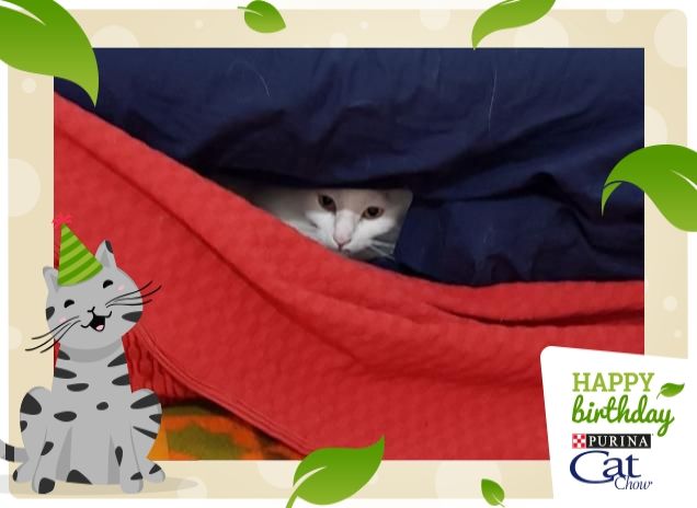 #HappyBirthdayCatChow