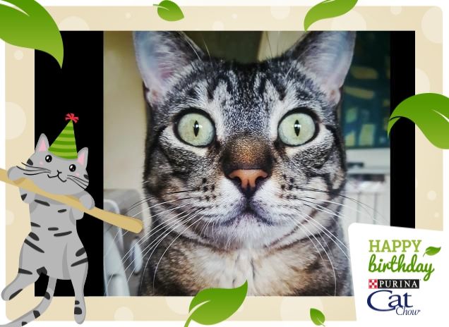 Faustino da Peccioli (Pi)