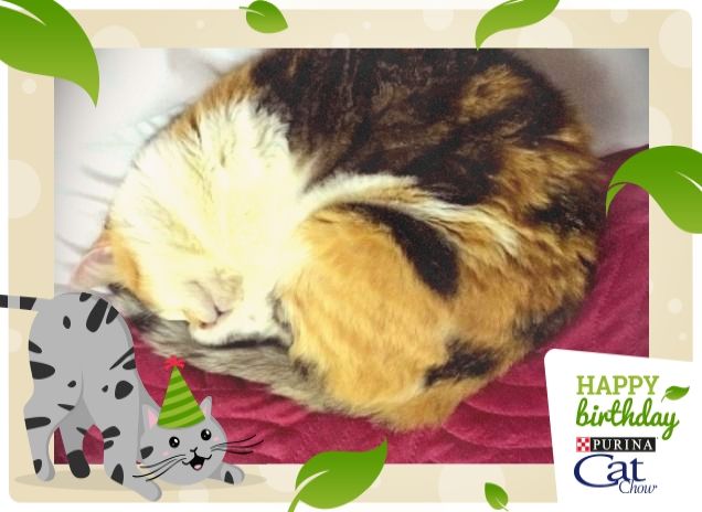 la mia vecchietta ventenne sempre più pigra