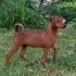 pinscher nano