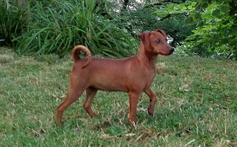 pinscher nano