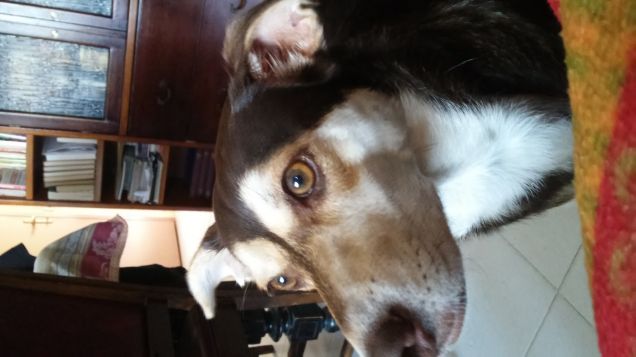 vespa che controlla una mosca 