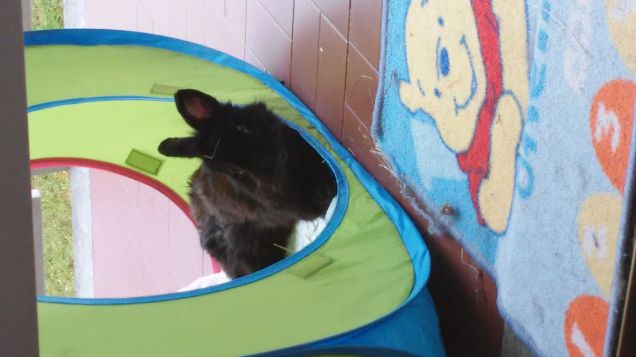 coco nella sua casetta estiva 