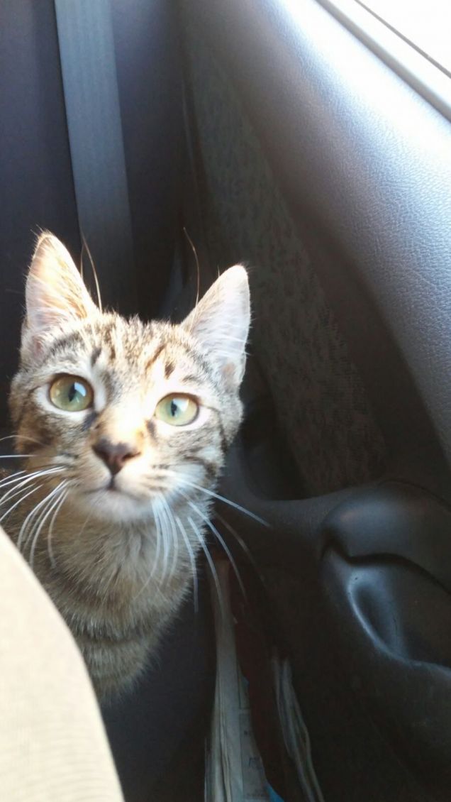 dal veterinario non vado! punto!