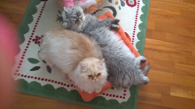 quando eravamo piccoli noi condividevamo tutto anche il cuscino