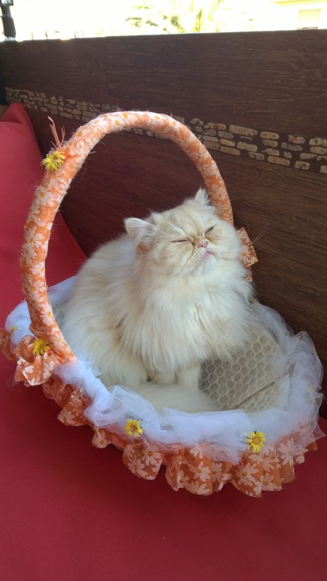 godendomi l'aria del mattino nel cestino porta riso delle nozze