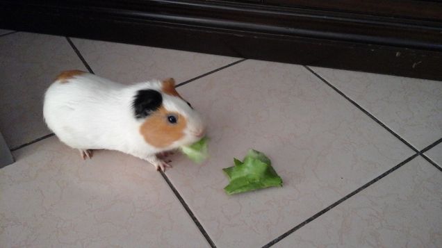 Ratatouille ghiotto di insalata