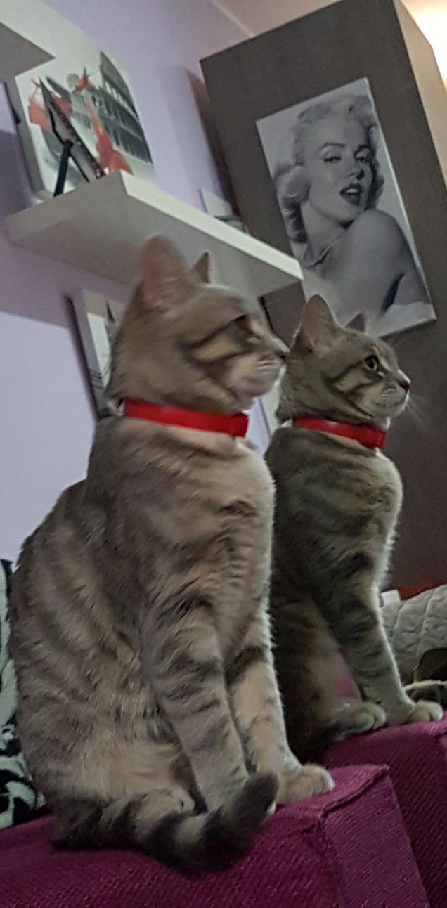 Sono veramente bello