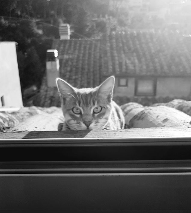 Passeggiata sul tetto...