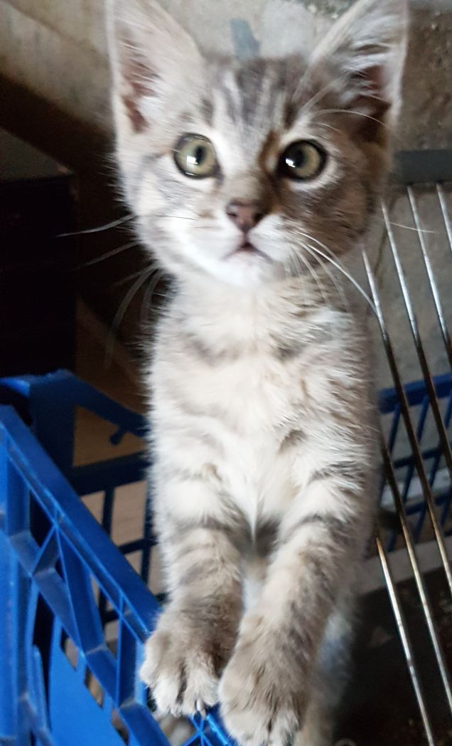 Semplicemente stupendo sono