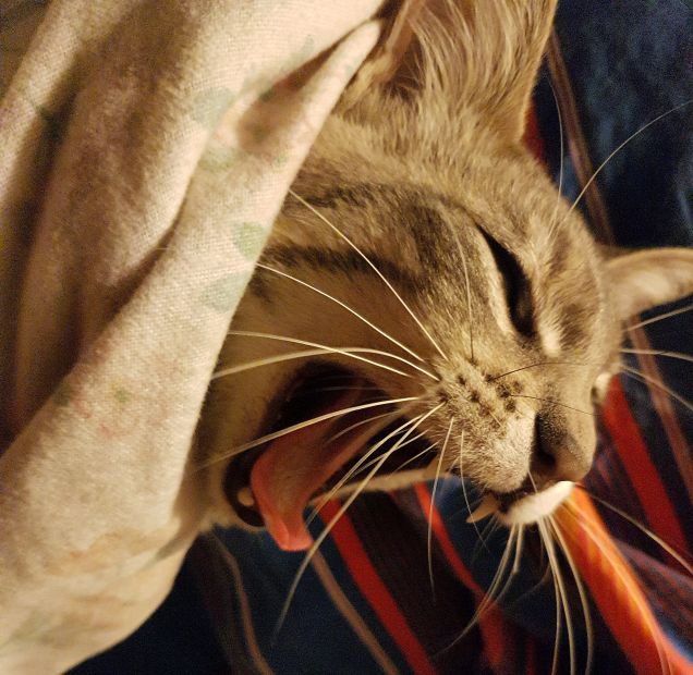 Il ruggito di locoleo 