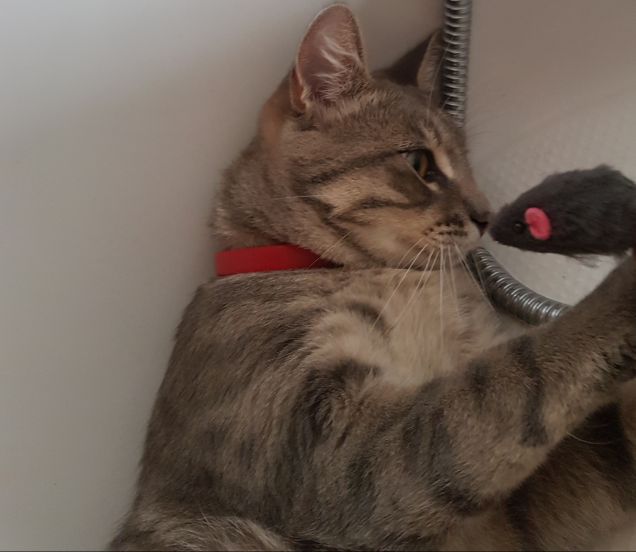 Mouse contro locoleo