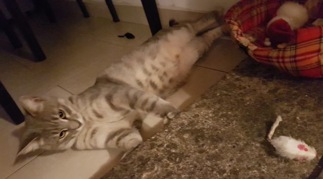 La carica della mattina..