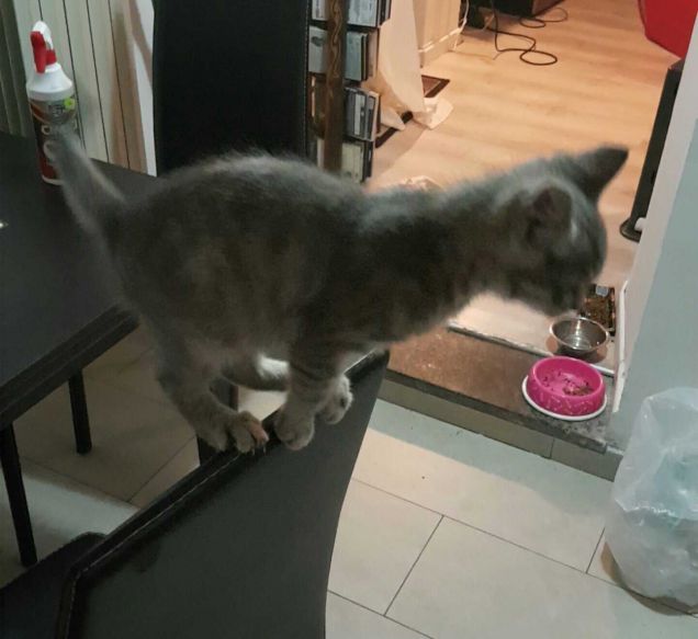 Loco Leo... L equilibrista..