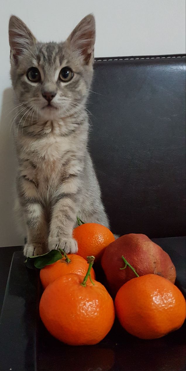 Sono loco sono bello sono un piccolo fotomodello