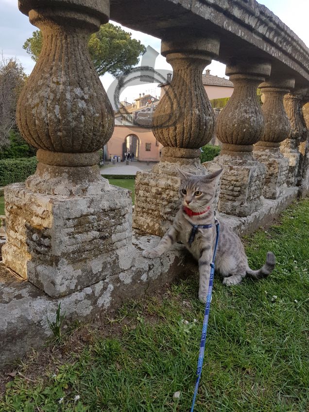 Passeggiata al parco