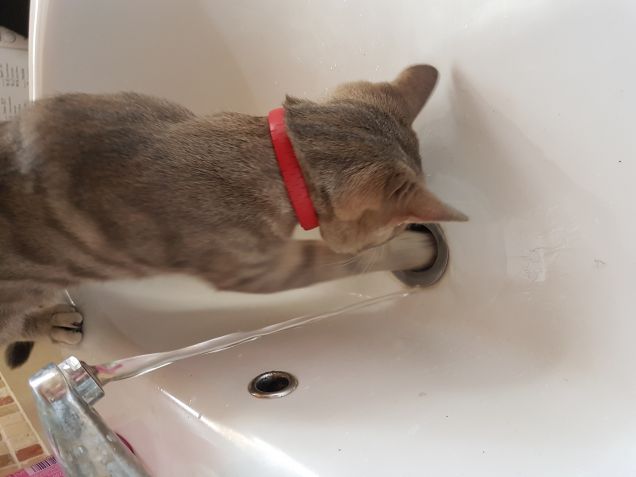 Locoleo... idraulico anche..