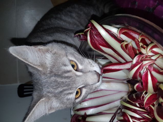 La verdura fa bene...