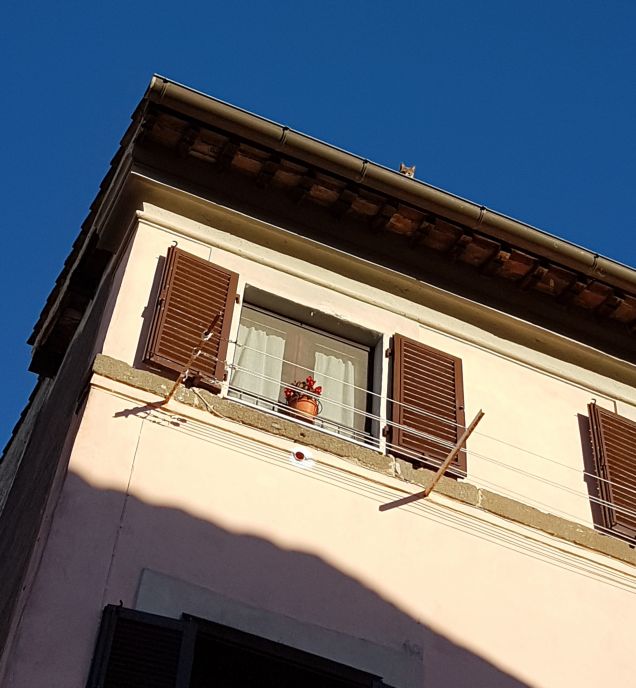 Come sente la mia voce.... eccolo..qui...e miagola da urlo