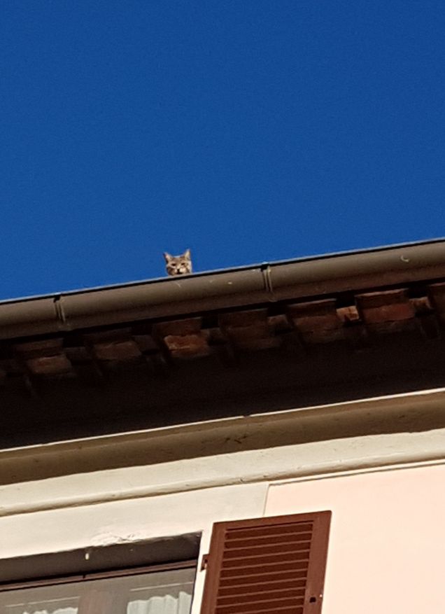 Affacciati dal tetto ...amore mio...