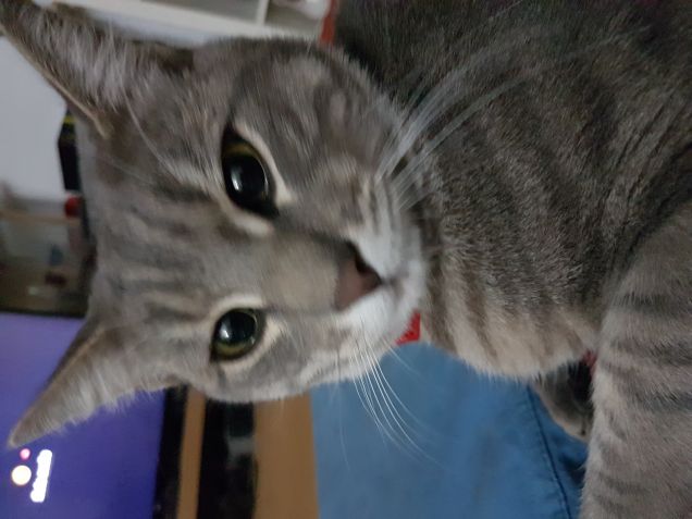 Buon giorno amici...