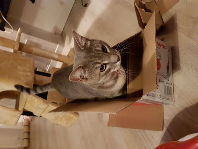 Pronto per essere spedito...