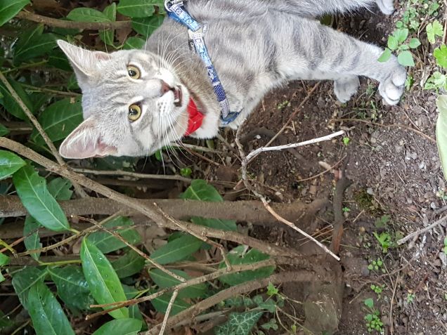 Passeggiata mattutina..