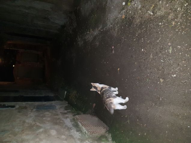 Ti faccio da guardia fino sotto casa  amica mia 