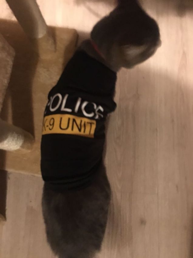 Sono LOCO  il gatto poliziotto 