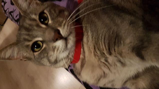 Sono veramente bello