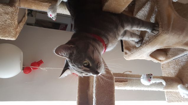 Avvistata una mosca...