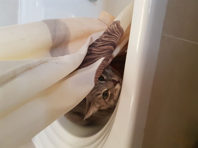 1..2..3.. agguato gattoloso