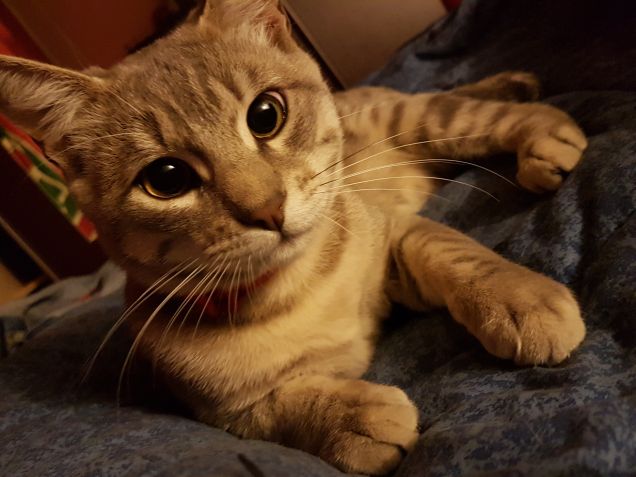 Agguati...in corso...