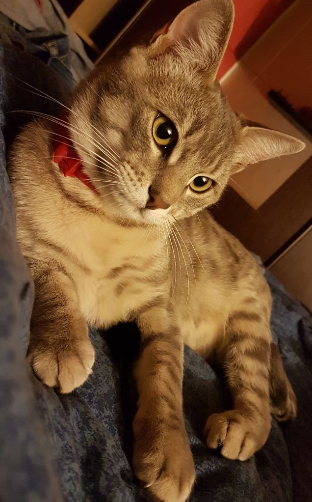 Sono loco sono bello sono un piccolo fotomodello